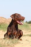 DOBERMANN 573